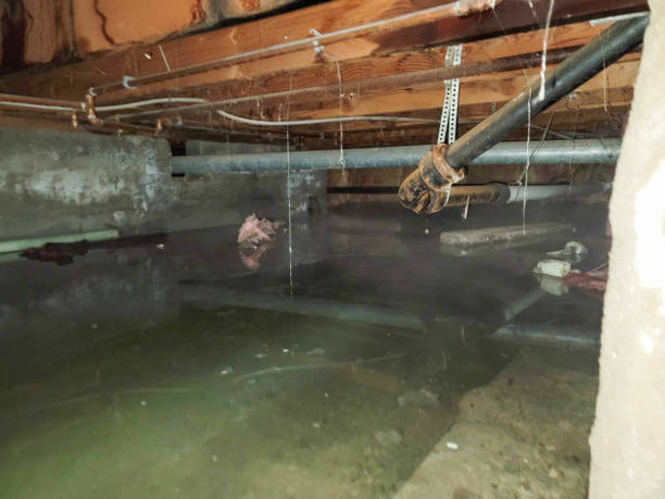 Best Mold removal after water damage  in Evergreen, MT